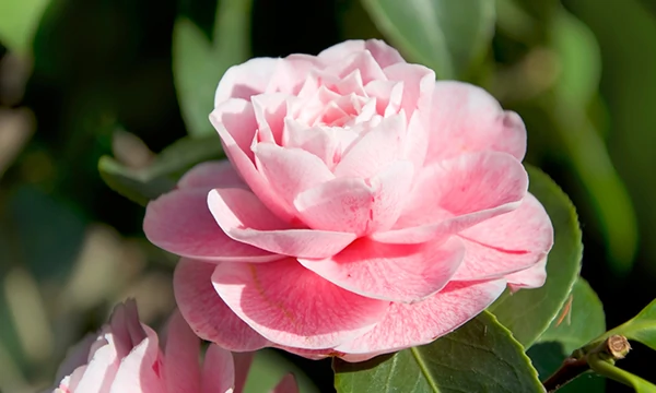 antipigmentfleckenserum