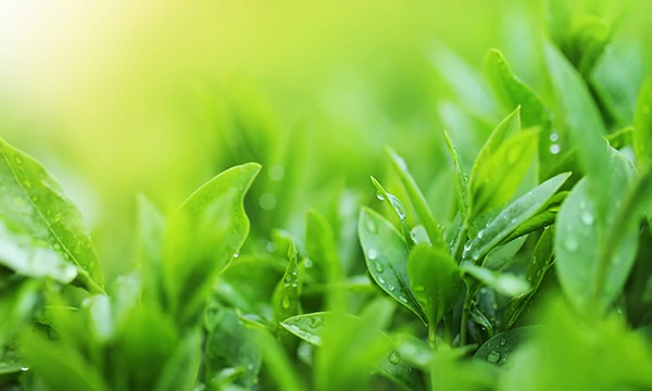 antipigmentfleckenserum