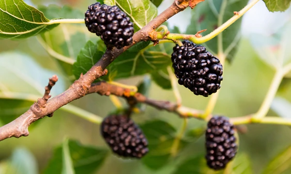 antipigmentfleckenserum