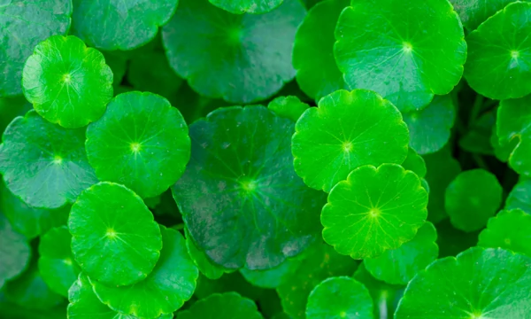 antipigmentfleckenserum